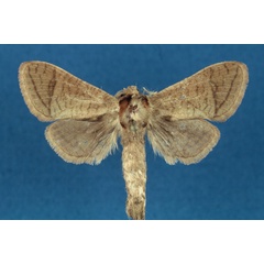/filer/webapps/moths/media/images/R/rabiusi_Haberlandia_HT_RMCA.jpg