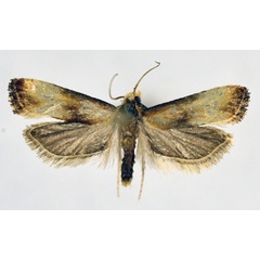 /filer/webapps/moths/media/images/M/marginana_Eugnosta_PT_NHMO_02.jpg