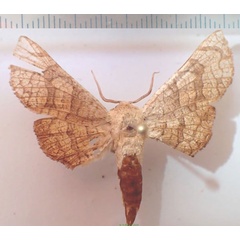 /filer/webapps/moths/media/images/C/cupreus_Chrysotypus_AF_Bippus_01.jpg