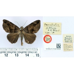 /filer/webapps/moths/media/images/D/diffusa_Parallelia_HT_BMNH.jpg