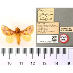 /filer/webapps/moths/media/images/E/erythrochrysa_Chrysamma_HT_BMNH.jpg
