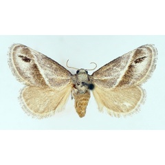 /filer/webapps/moths/media/images/I/iphia_Deltoptera_AF_TMSA.jpg