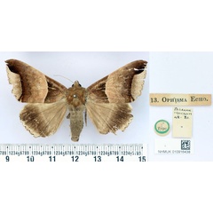 /filer/webapps/moths/media/images/E/echo_Ophisma_HT_BMNH.jpg
