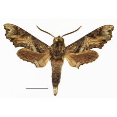 /filer/webapps/moths/media/images/N/natalis_Temnora_AM_Basquin_01a.jpg