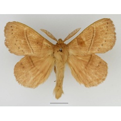 /filer/webapps/moths/media/images/R/rennei_Philotherma_AM_Basquin_02.jpg