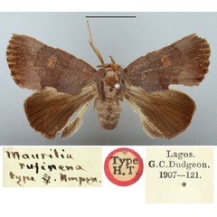 /filer/webapps/moths/media/images/R/rufirena_Maurilia_HT_BMNH.jpg