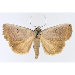 /filer/webapps/moths/media/images/P/poliotis_Exophyla_AM_TMSA_03.jpg