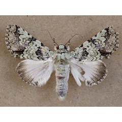 /filer/webapps/moths/media/images/M/marmorifera_Bamra_A_Butler.jpg