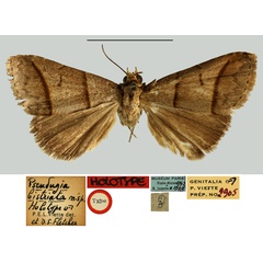 /filer/webapps/moths/media/images/B/bistriata_Pseudugia_HT_MNHN.jpg