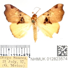 /filer/webapps/moths/media/images/N/noel_Marcipa_AF_BMNH.jpg