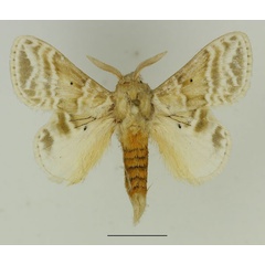 /filer/webapps/moths/media/images/G/gemmata_Eucraera_AM_Basquin_01.jpg