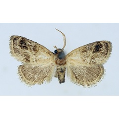/filer/webapps/moths/media/images/B/biumbrata_Halseyia_AM_TMSA_01.jpg