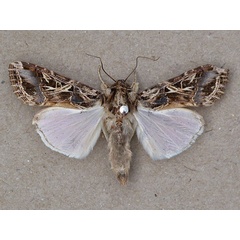 /filer/webapps/moths/media/images/L/littoralis_Spodoptera_A_Butler.jpg