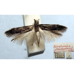 /filer/webapps/moths/media/images/T/trachyptera_Schistovalva_HT_TMSA.jpg