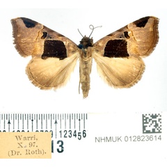 /filer/webapps/moths/media/images/T/truncata_Marcipa_AF_BMNH.jpg