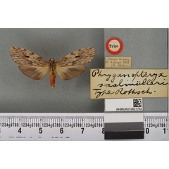 /filer/webapps/moths/media/images/S/saalmuelleri_Phryganopteryx_HT_BMNHa.jpg