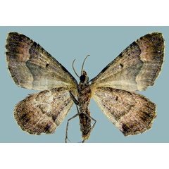 /filer/webapps/moths/media/images/A/achatina_Epirrhoe_AM_ZSMb.jpg