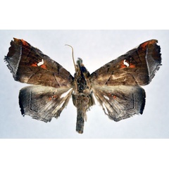 /filer/webapps/moths/media/images/H/hannemanni_Episparis_AM_NHMO.jpg