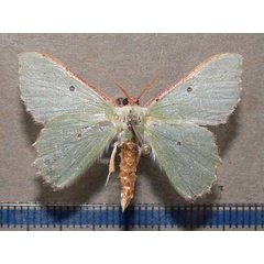 /filer/webapps/moths/media/images/I/immunifica_Victoria_A_Goff_01.jpg