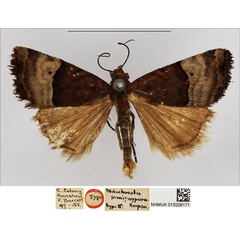/filer/webapps/moths/media/images/S/semipurpurea_Metachrostis_HT_NHMUK.jpg