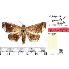 /filer/webapps/moths/media/images/G/grandis_Episparis_PTM_BMNH_02.jpg