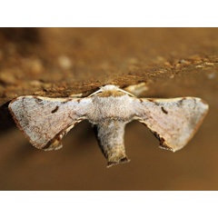 /filer/webapps/moths/media/images/V/versicolora_Racinoa_A_Voaden.jpg