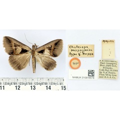 /filer/webapps/moths/media/images/M/microgonia_Chalciope_HT_BMNH.jpg