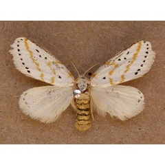 /filer/webapps/moths/media/images/G/gracilis_Lacipa_A_Butler.jpg