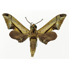 /filer/webapps/moths/media/images/R/rhadamistus_Oplerclanis_AM_Basquin.jpg
