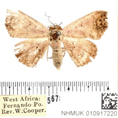 /filer/webapps/moths/media/images/R/rubrinotata_Mesosciera_AF_BMNH.jpg