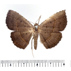 /filer/webapps/moths/media/images/L/lophocera_Maxera_AM_BMNH.jpg