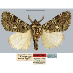 /filer/webapps/moths/media/images/M/maculata_Dasychira_HT_MNHN.jpg