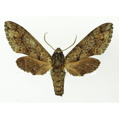 /filer/webapps/moths/media/images/M/micra_Poliana_AF_Basquin.jpg