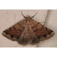 /filer/webapps/moths/media/images/A/annexa_Plecoptera_A_Heyns_04.jpg