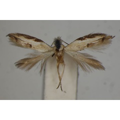 /filer/webapps/moths/media/images/L/loxoptila_Bucculatrix_HT_BMNH.jpg