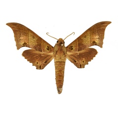 /filer/webapps/moths/media/images/B/baltus_Polyptychus_AM_Basquin_01.jpg