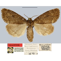 /filer/webapps/moths/media/images/L/lygropis_Dasychira_AT_MNHN.jpg