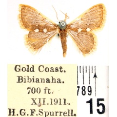 /filer/webapps/moths/media/images/A/albipuncta_Cerynea_AF_BMNH.jpg