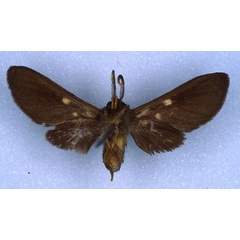 /filer/webapps/moths/media/images/F/forsteri_Rhipidarctia_HT_RMCA_04.jpg