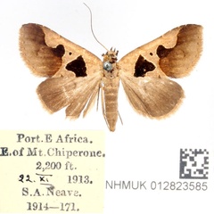 /filer/webapps/moths/media/images/A/atripuncta_Anoba_AM_BMNH_02.jpg