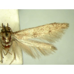 /filer/webapps/moths/media/images/F/fatigata_Blastobasis_HT804_TMSA_02.jpg