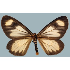 /filer/webapps/moths/media/images/K/kedar_Zerenopsis_AF_Staude.jpg