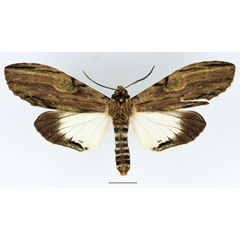 /filer/webapps/moths/media/images/C/curvatula_Scaeopteryx_AM_Basquin_01.jpg