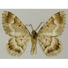 /filer/webapps/moths/media/images/E/explanata_Mimoclystia_AM_ZSMb.jpg