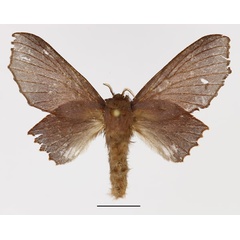 /filer/webapps/moths/media/images/F/foedifraga_Stenophatna_AF_Basquin_gmhkZWQ.jpg