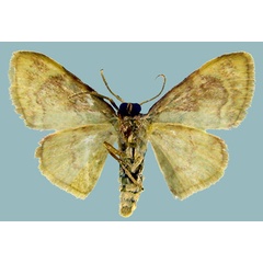 /filer/webapps/moths/media/images/K/kisubensis_Isoplenodia_AM_ZSMb.jpg