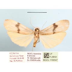 /filer/webapps/moths/media/images/G/goniophoroides_Asythosia_A_MGCLa_01.JPG