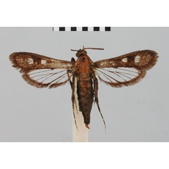 /filer/webapps/moths/media/images/M/microthyris_Macrotarsipus_HT_BMNH.jpg
