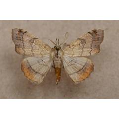 /filer/webapps/moths/media/images/V/vicaria_Egnasia_A_Butler_02.jpg