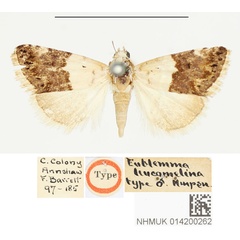 /filer/webapps/moths/media/images/L/leucomelana_Eublemma_HT_BMNH.jpg